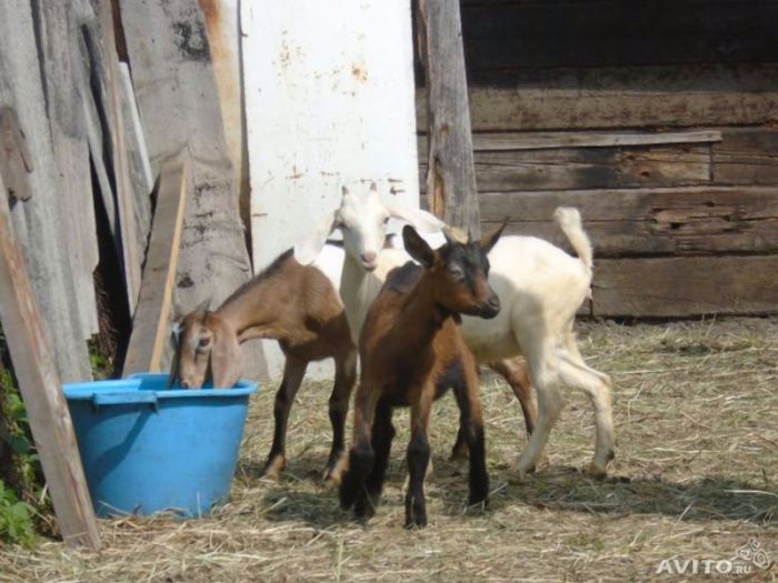 Пятеро козлят. Чешско нубийские козы. Козлики 5 месяцев. Козлята от нубийца и чешки. Козлята 5-7 месяцев.